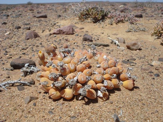 Vanheerdea roodiae finding comfort here